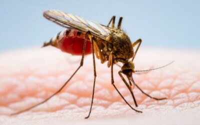 Zika Vírus e a microcefalia: a prevenção ainda é o melhor caminho